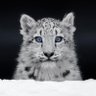 ユキヒョウ's profile picture