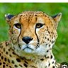 🐆الفهههههد🐆 的头像