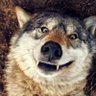 goofyahhwolf profil fotoğrafı