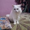 wasif sheikh profil fotoğrafı