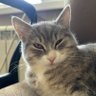 Profilbild von MR. CATMAXXING