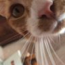 Profilbild von ManekiNeko