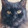 Kitty_Cat😻 profil fotoğrafı