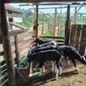 Kasirivu Farouq profil fotoğrafı