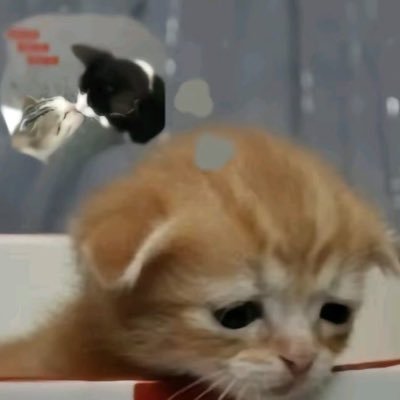 matcha1088629's profile picture
