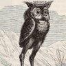 Tall Owl 的头像
