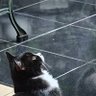 Shinbe Kiyawara profil fotoğrafı
