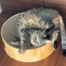 Фото профиля ねここねこねこ🐈