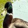 Фото профиля かもさん🦆