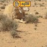 يوسف ابن الااصيل profil fotoğrafı