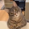 Фото профиля Cat