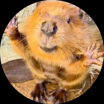 岡山のビーバー's profile picture