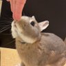 🐰 ̖́-もっちゃん 的头像