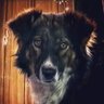 Profilbild von Severino el perro