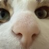 Profilbild von 才俊猫