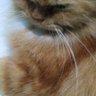 cilok asam profil fotoğrafı
