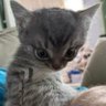 Šupika's profile picture