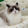 Profilbild von 🌟cute bright 🫶🌾🐳💕💫😽☘️