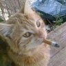 ipw profil fotoğrafı