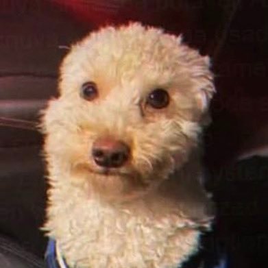 CcLuigui's profile picture