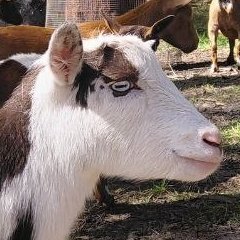 HurstbridgeHill's profile picture