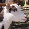 Hurstbridge Hill's profile picture