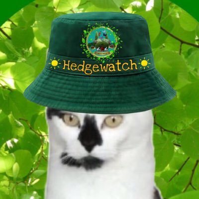 Mia 🕊️peace and love 🕊️Mittens, Oscar & Prince's profile picture