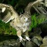 未来への羅針盤(森のおうさま🌲)🦉🦅 profil fotoğrafı