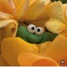 Blume profil fotoğrafı