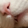 バームぷっちょ 的头像