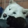 sincericidio.'s profile picture