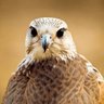 Фото профиля saad alghamdi