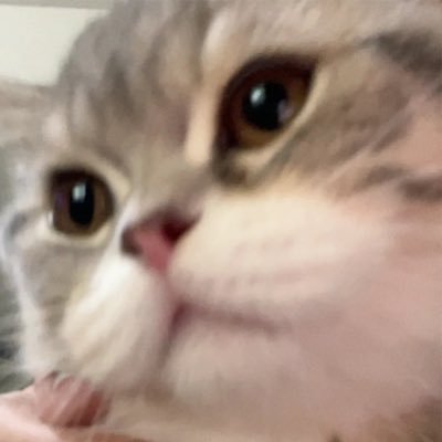 lilgingerhuman's profile picture