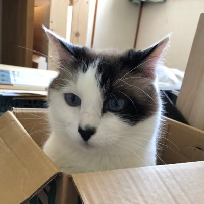 daizu_mahoroba's profile picture