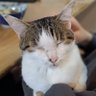 にわとりP's profile picture