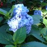 三島の人ஐ🕊️ profil fotoğrafı