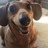cachorro do capeta's profile picture