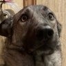 HunterTheHyena's profile picture