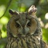 Vshivambapshiputra profil fotoğrafı