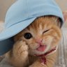 Profilbild von Widia 🐱🐬