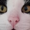 Lizbelle profil fotoğrafı