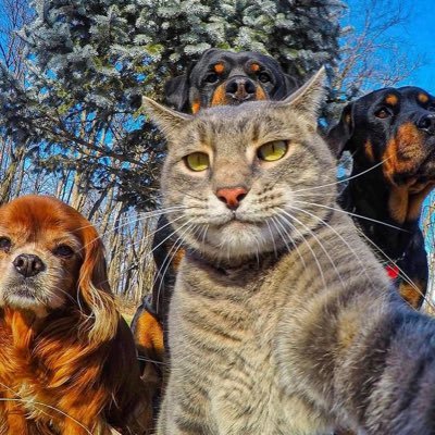 SamuelOfArsenal's profile picture