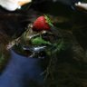 Фото профиля Da Strawberry Frog