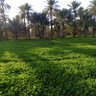 Profilbild von عبد الحليم