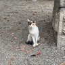 mamasa's profile picture