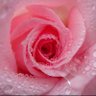 あやの profil fotoğrafı