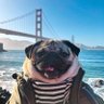 MineMops's profile picture