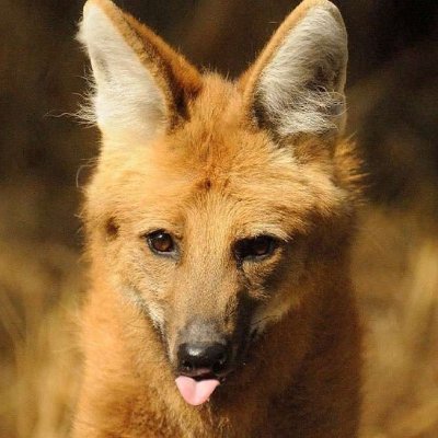 ManedDumber's profile picture