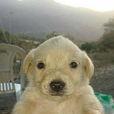 Jotchua's profile picture