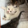 MindyKat profil fotoğrafı